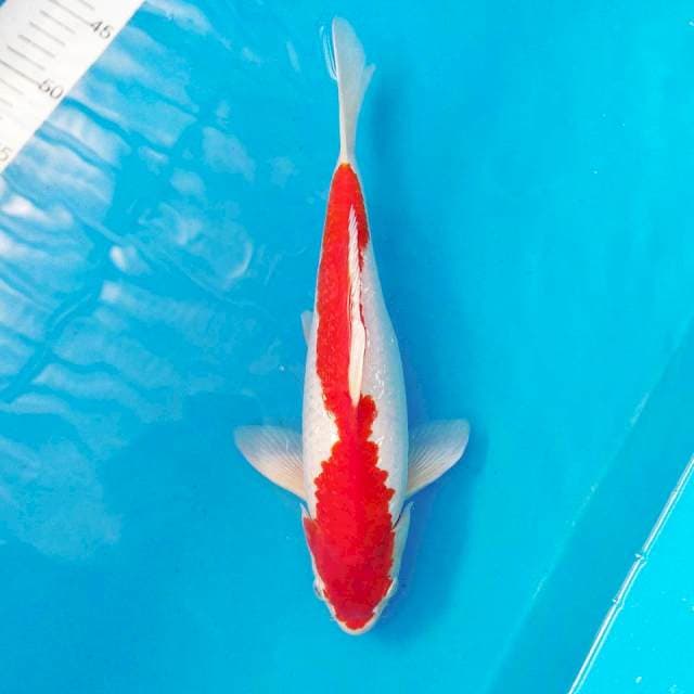 40BU KOHAKU GINDRIN MERAH JUMBO