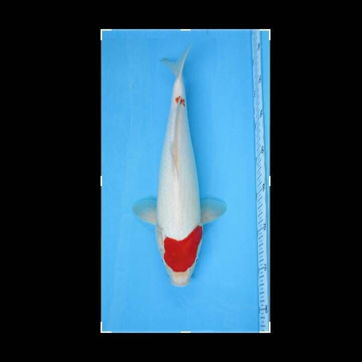 TANCHO KOHAKU F1