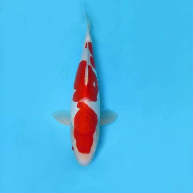 7. KOHAKU DOITSU ANTIQUE,-