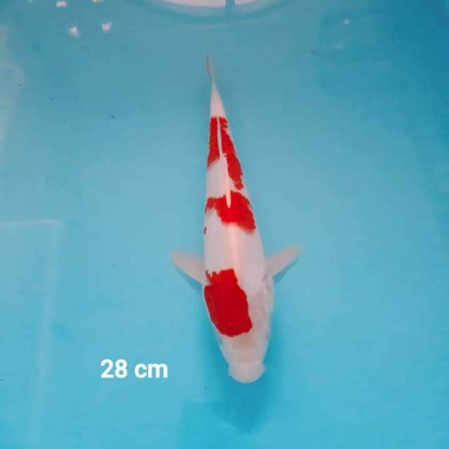 Kohaku