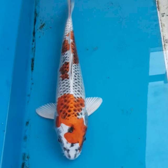 Kujaku Male