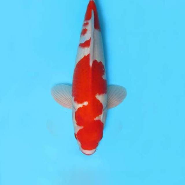 9. SNAKE HEAD ~ KOHAKU,-