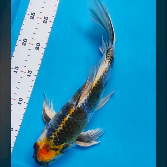 Kumpay kawari 32cm