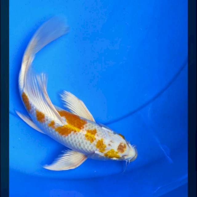Kumpay hariwake 29cm