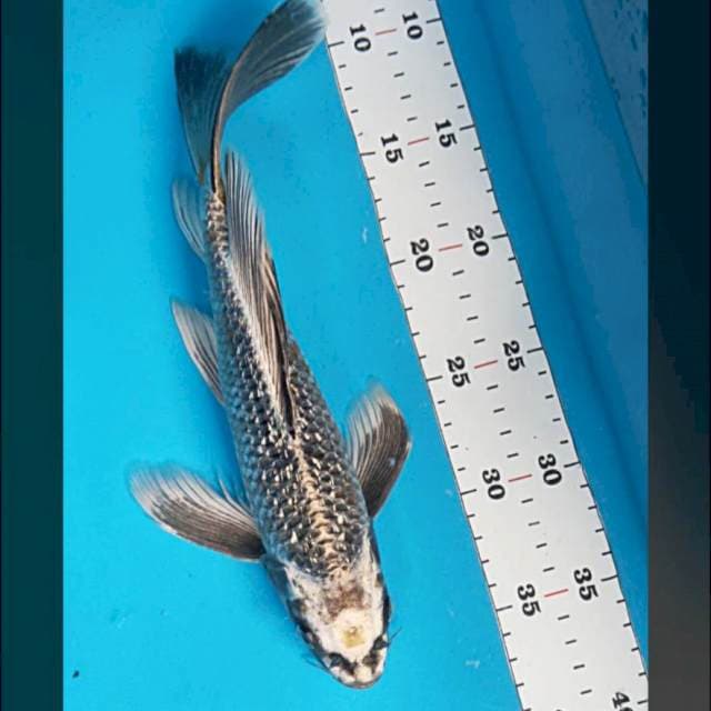 Kumpay mukashi ginrin 29cm