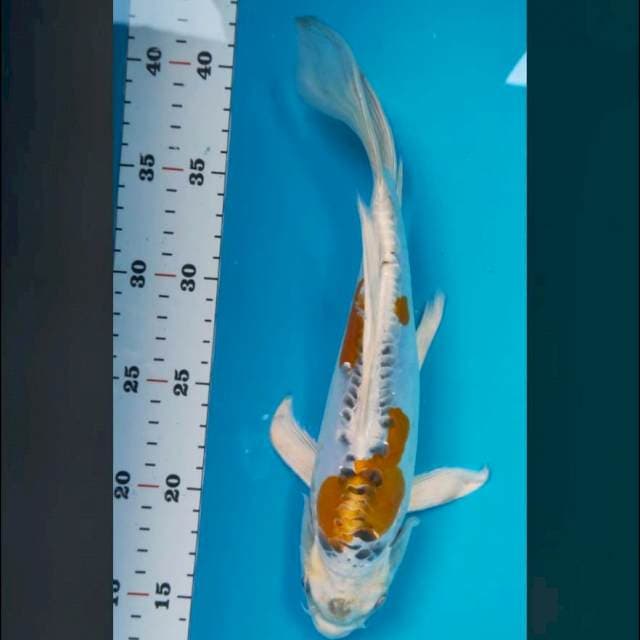Kumpay kikokuryu 29cm