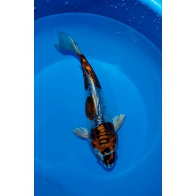 kiko 24 cm