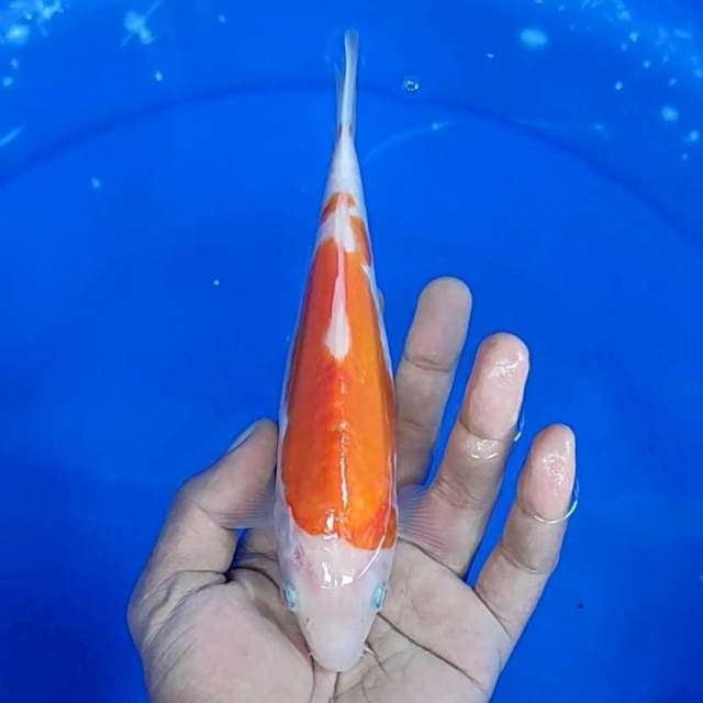 Doitsu / 20 cm