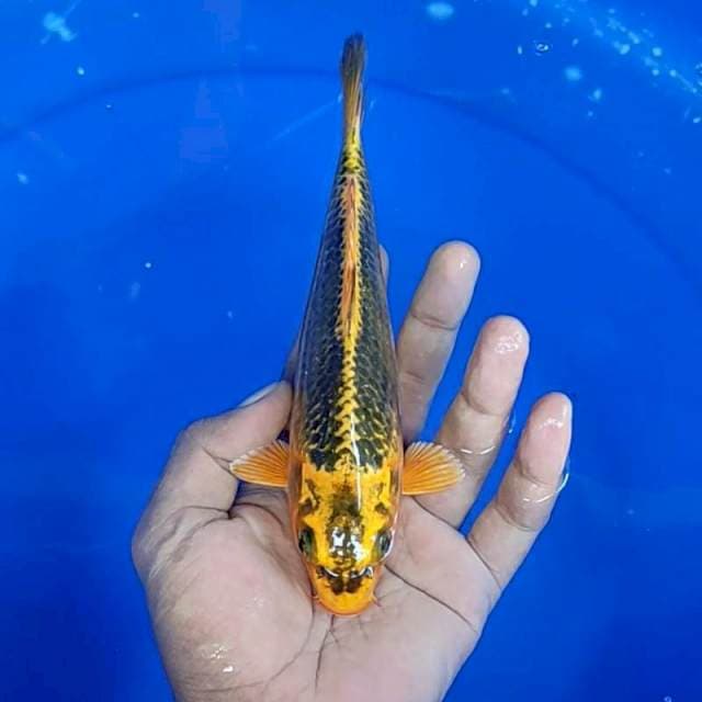 Kinmatsuba / 20 cm