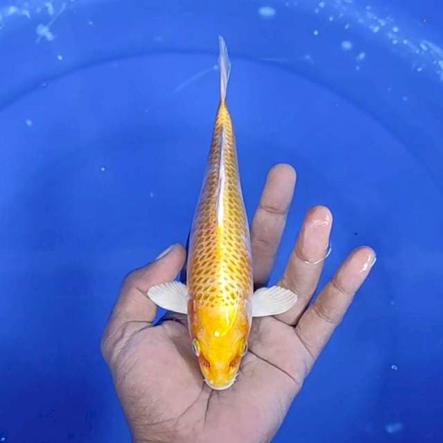 Hariwake / 21 cm