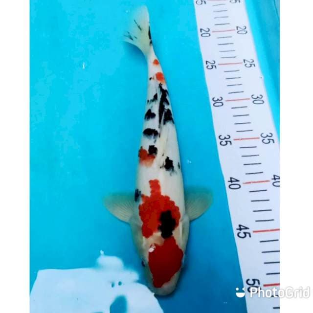 Maruthen sanke strong 30cm