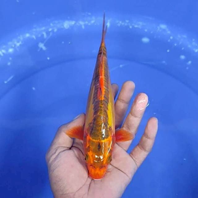 Kujaku doit / 21 cm 