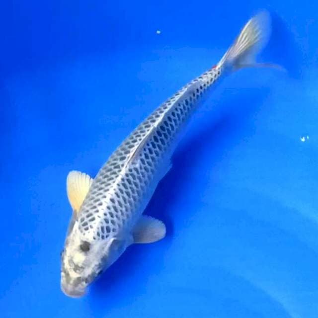 Gin matsuba jaring bagus 33cm