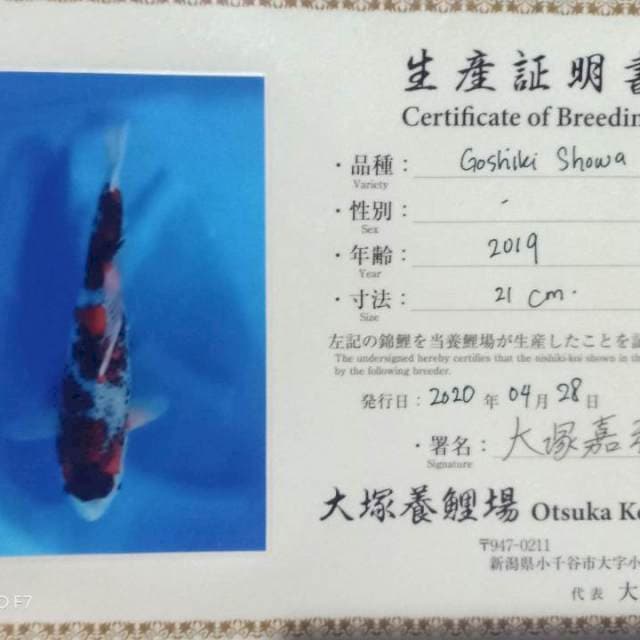 Goshiki showa 49 female