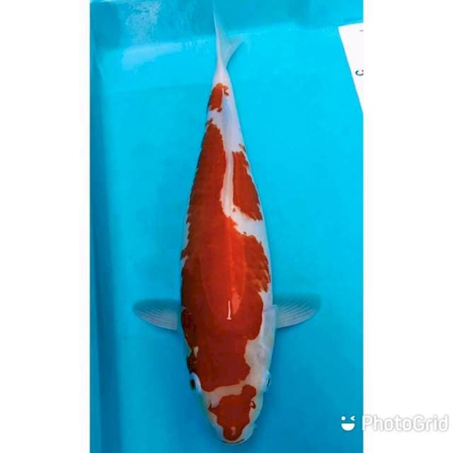 Red kohaku bongsor 37cm