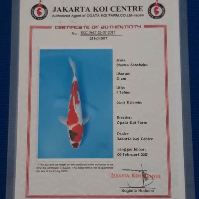 Showa ogata sertifikat