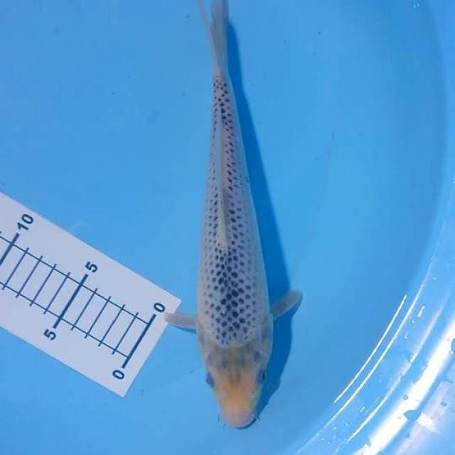 asagi 27