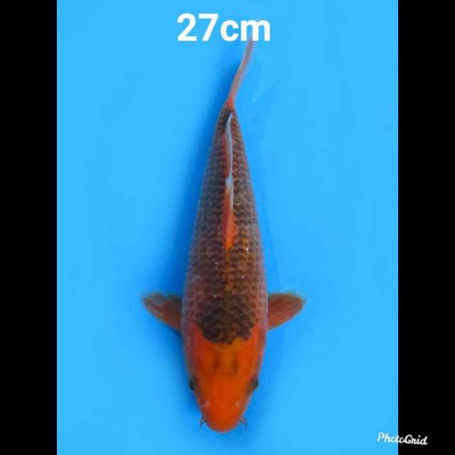 Matsuba 27cm 
