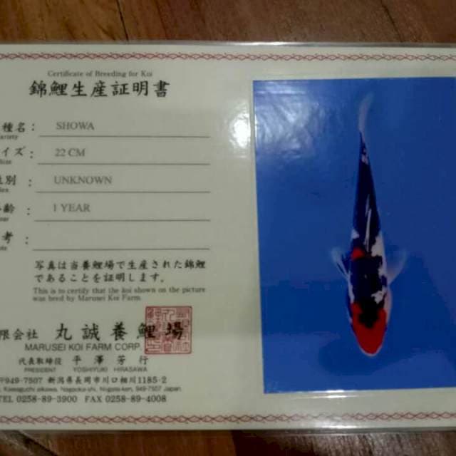Showa (Marusei) import Sertifikat