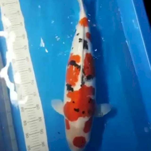 Sanke Doitsu