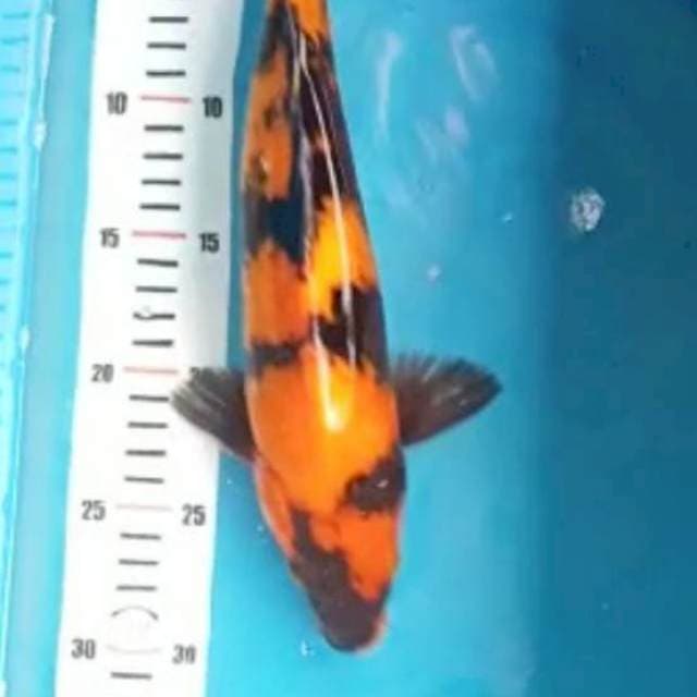 Hi utsuri
