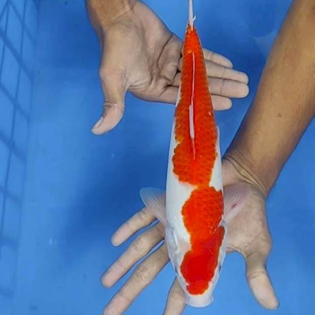 Kohaku 31cm