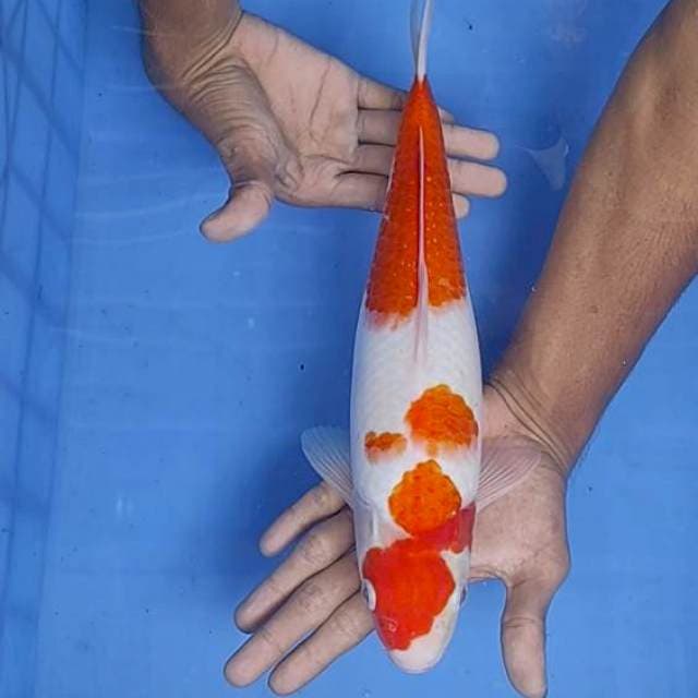 Kohaku 34cm