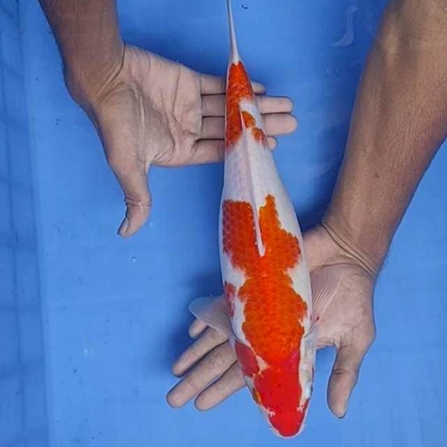 Kohaku 34cm