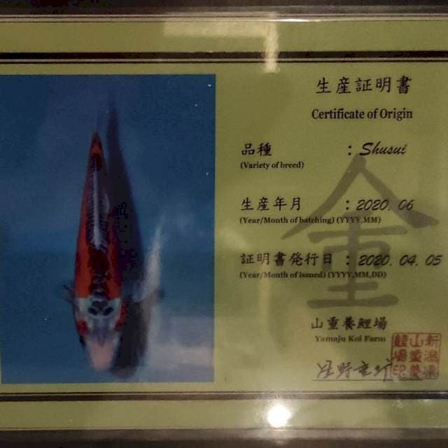 Shusui Yamaju Serti +- 26 cm