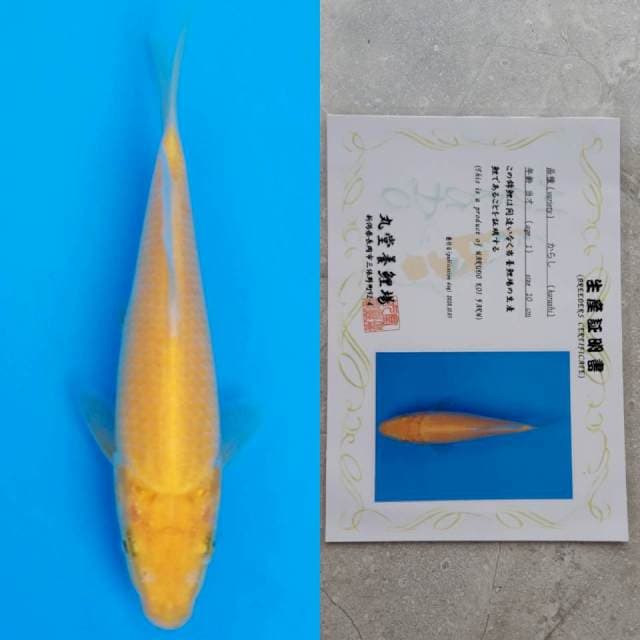 marudo karashi 16cm serty