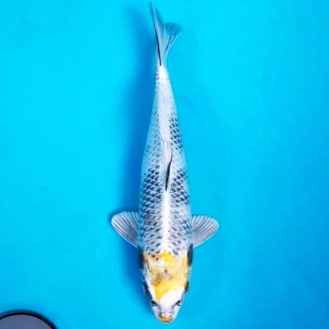 TC KIN SHOWA ORI 26 CM