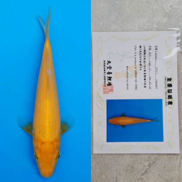 marudo karashi 18cm serty