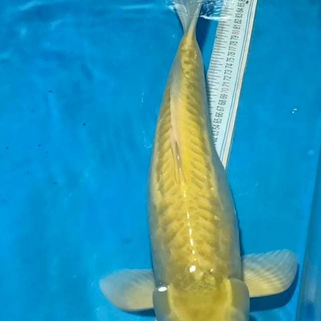 Karashi Aragoke, 65 BU