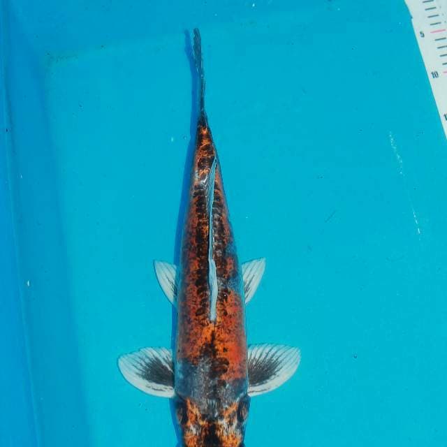 Kikoryu 45cm