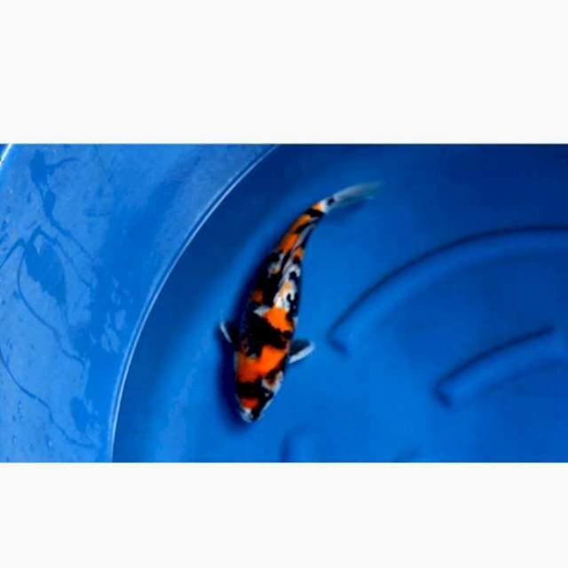 Showa 35cm bulky