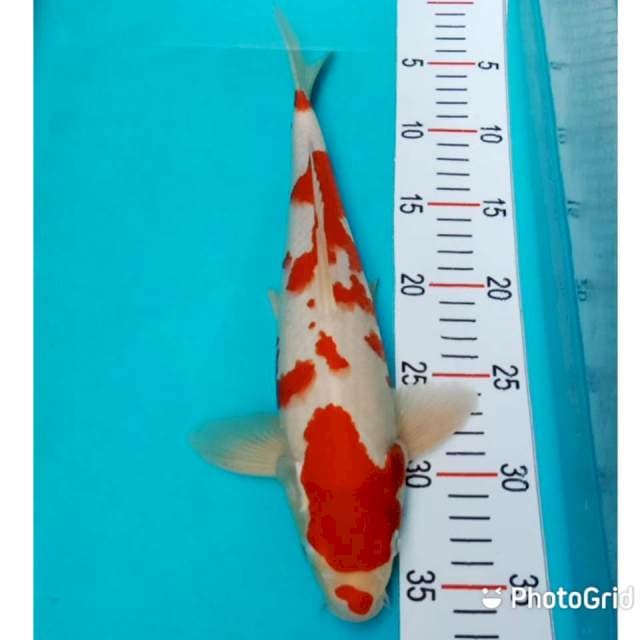Red Kohaku 32cm
