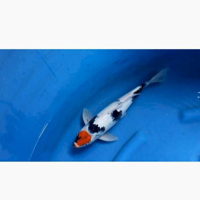 Tancho showa male 35cm
