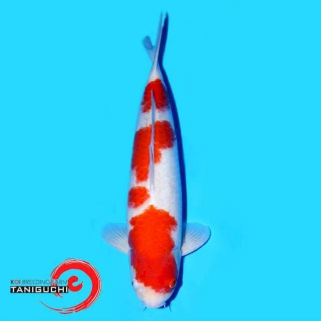 Kohaku Taniguchi 55 BU
