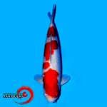 Kohaku Taniguchi 55 BU