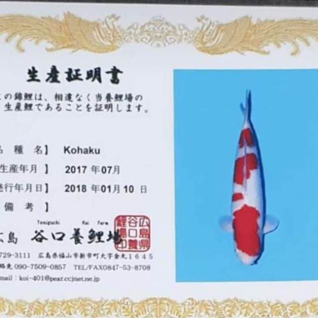 Kohaku Taniguchi 55 BU