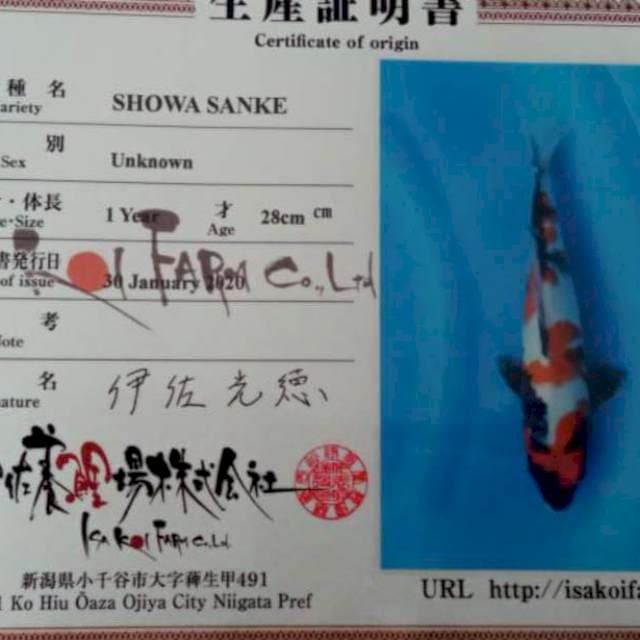 Showa, Isa 55 BU