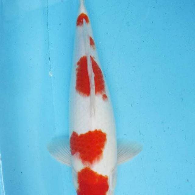 Sakura kohaku 40bu