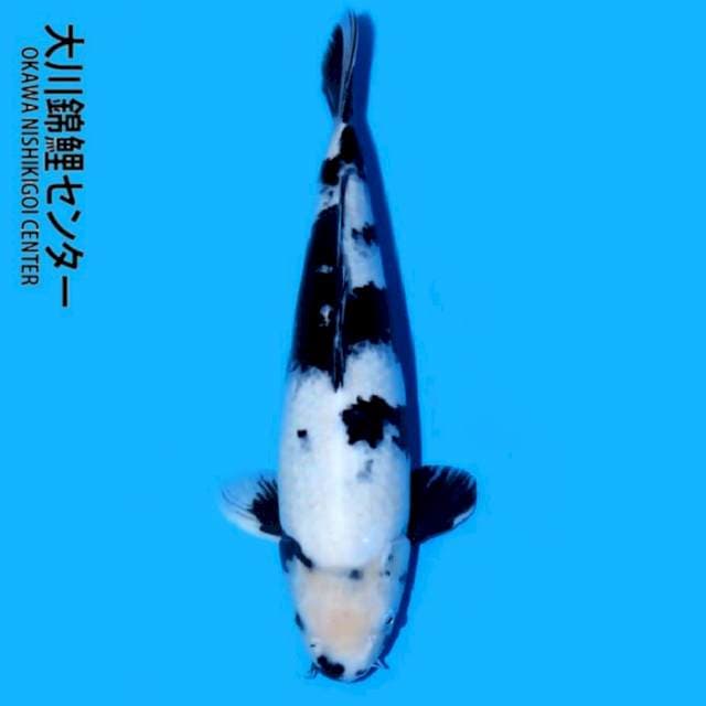 Shiro, Okawa 60 BU