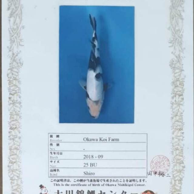 Shiro, Okawa 60 BU
