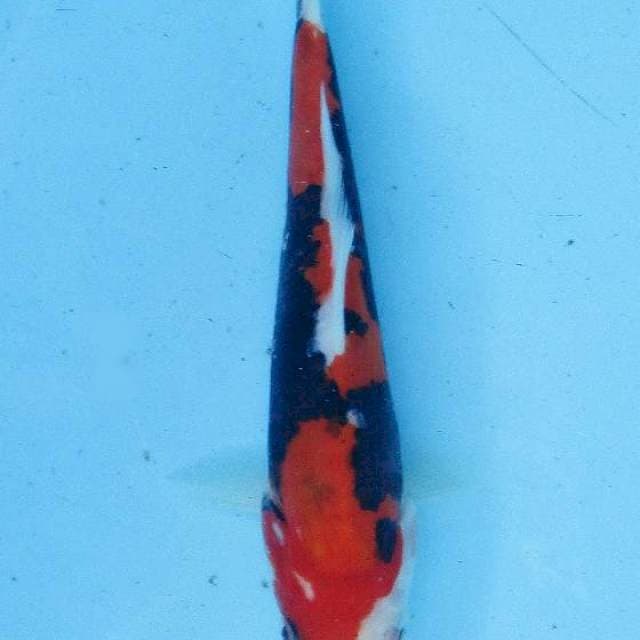 Beni kumonryu 20cm