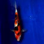 Sanke Ooya female serti breeder