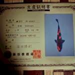 Hi Utsuri (Shinoda) 15 Bu, import sertifikat