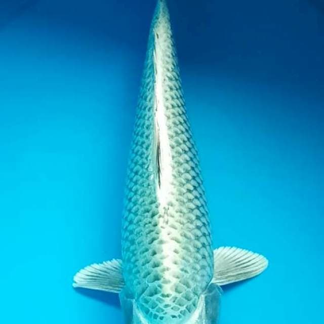 MUKASHI BULKY 33 Cm