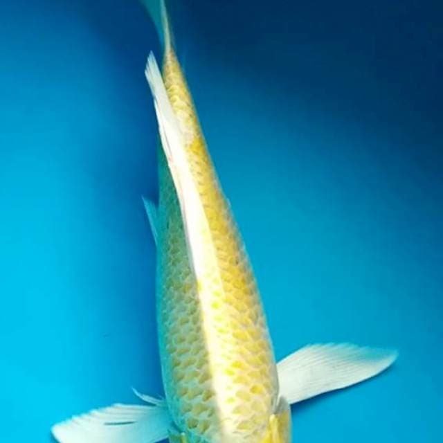 YAMABUKI SLAYER 29 Cm