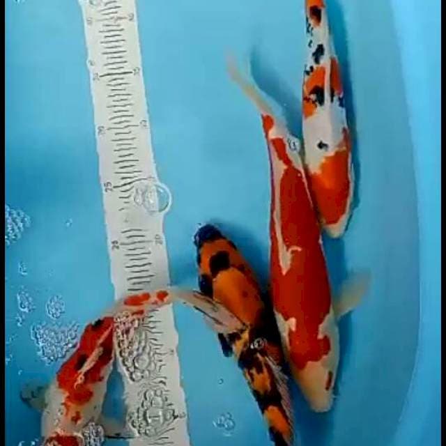 Kohaku , sanke & mix 25-30